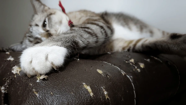 Mèo cào sofa